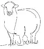 sheep cropped