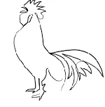 poultry cropped